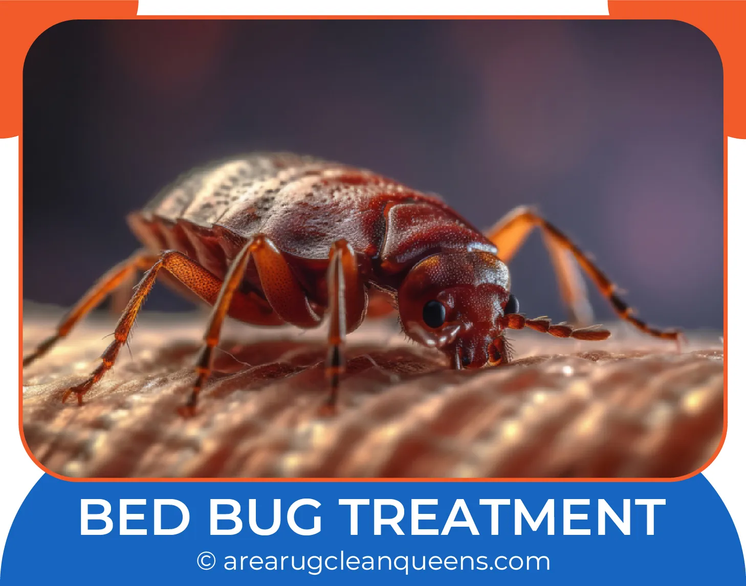 carpet cleaning in queens, carpet cleaning queens, carpet cleaners in queens, carpet cleaners in queens, commercial carpet cleaning, commercial carpet cleaning in queens, queens rug cleaners, rug cleaning services in queens, same day carpet cleaning, same day rug cleaning in queens